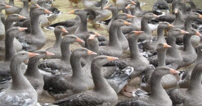 Geese foie gras