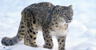 Close up of a snow leopard