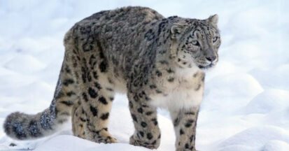 Close up of a snow leopard
